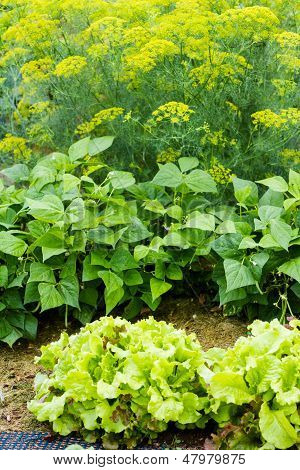 Community garden