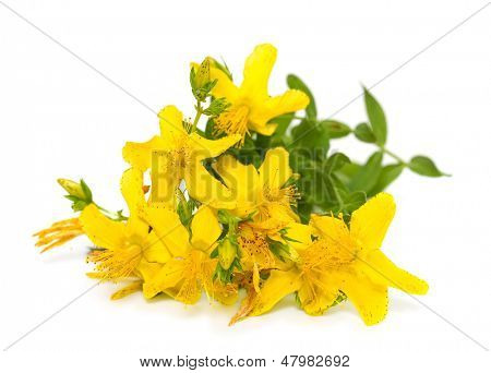 St. John's wort blomster tæt op på hvid baggrund