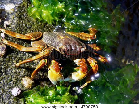 Barevný krab