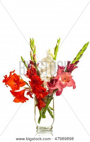 Gladioli bianchi e rossi In un vaso