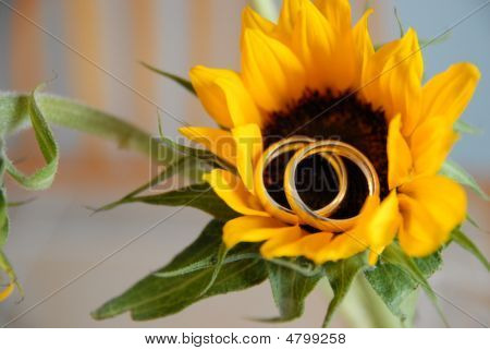 Girasole