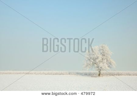 Albero d'inverno