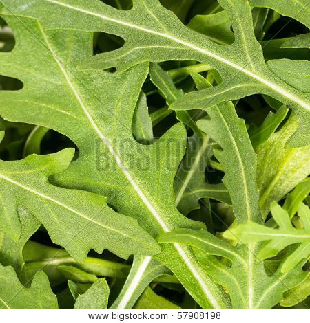 Close-up On The Heap Of Rucola