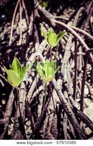 Mangroves In Andaman Beach, India