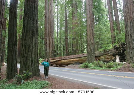 Red hout Forest Norther Californië.