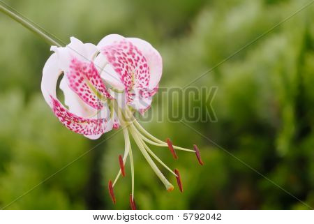 Lilium Grammatophyllum Var. Gloriosoides w tło zielony