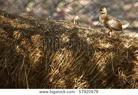 Peacock Chick
