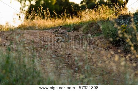 Hare On Country Road