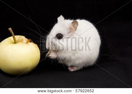 little hamster eats an apple on black background