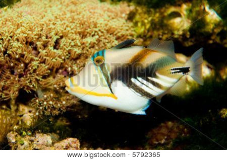 수족관에서 피카소 Triggerfish