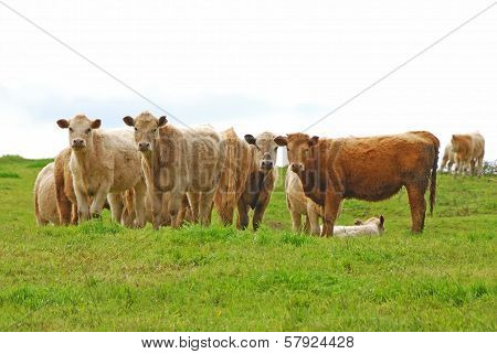 Brangus Steers