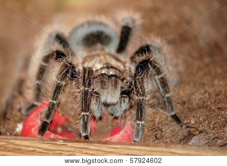 Lasidora parahybana (Salmon Pink Tarantula)