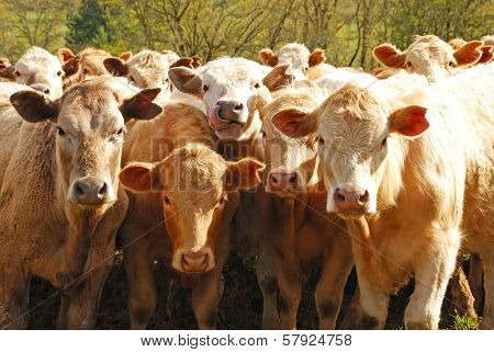 Brangus Steers