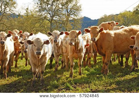 Brangus Steers