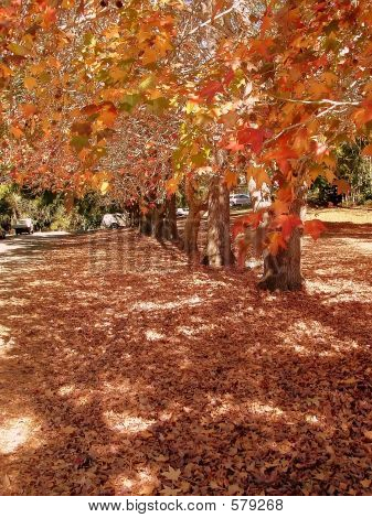 Lane d'autunno