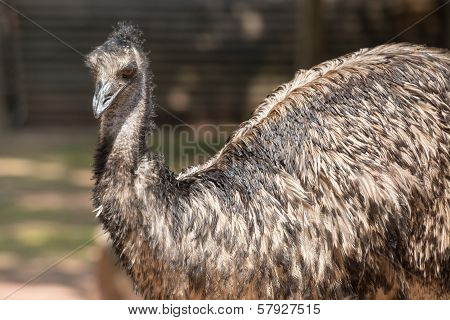 Emu (dromaius Novaehollandiae) Is The Largest Bird Native To Australia
