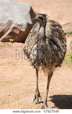 Emu (dromaius Novaehollandiae) Is The Largest Bird Native To Australia