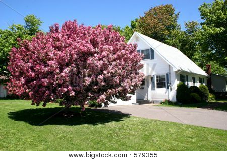 Цветущие яблони