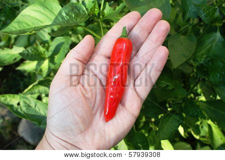 Hand Holding Chili Pepper