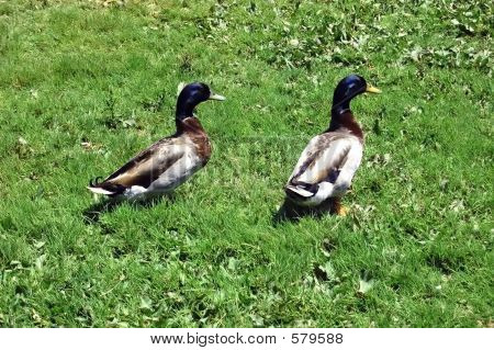ducks2