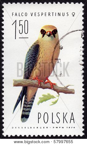 Polish Stamp Depicting A Falco Vespertinus