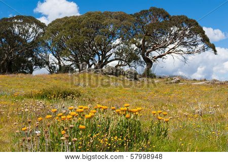 Daisies