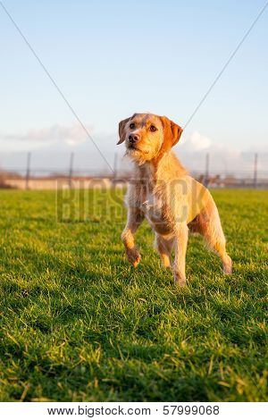 Dog