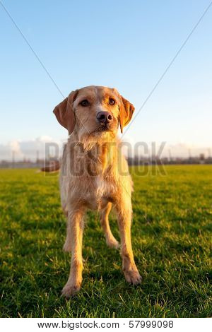 Dog