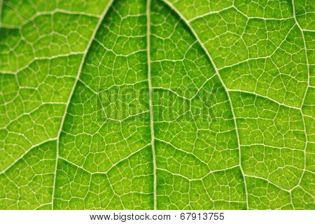 Closeup of a leaf