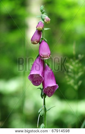pink bellflower