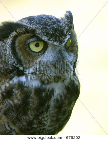 owl2