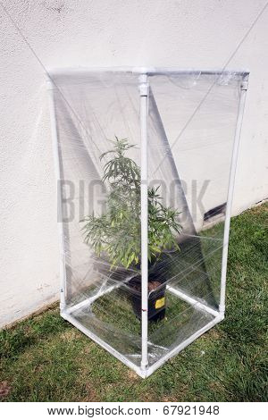 A Genuine Medical Marijuana plant being grown in its own personal green house outside. Green Houses help increase humidity and temperature and can have exotic gases such as CO2 added