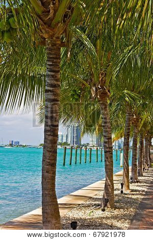 Row of palm trees along waterway in Miami Beach Florida.