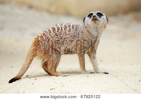 A Meerkat On The Ground Looking Around