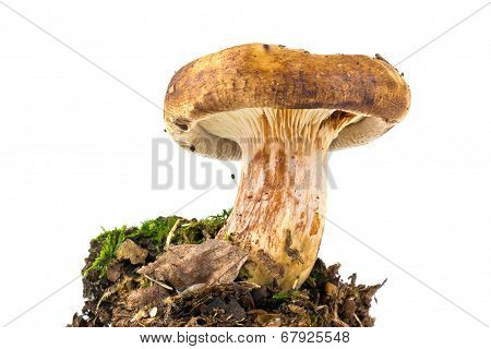 A Mushroom Paxillus