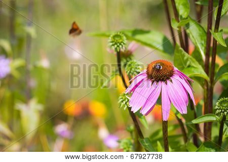 pink camomile