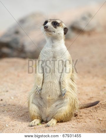 one cute meerket standing and looking out