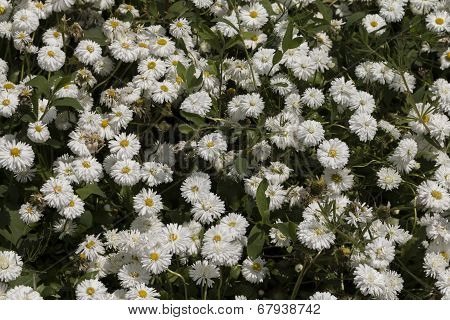 White Flowers In The Garden