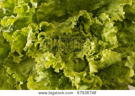 Lettuce Salad, Fragment. Abstract Background.