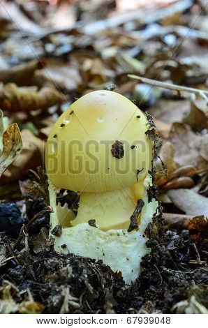 Tawny Grisette Mushroom