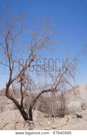 Dry acacia tree