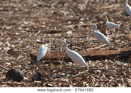 Cattle Egrets on the ground.
