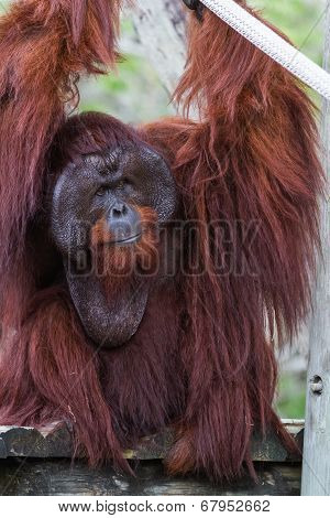 Bornean Orangutan  - Pongo Pygmaeus