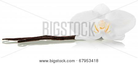 Orchid vanila flower