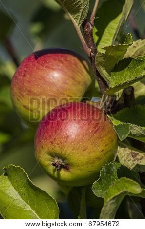 Apples