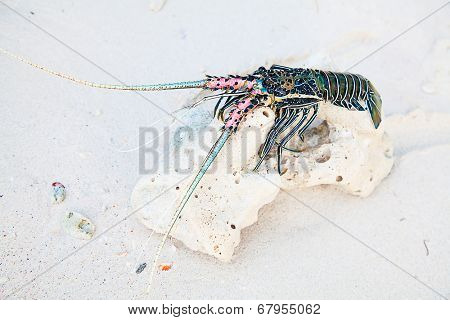 Langouste on the piece of coral
