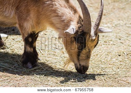 Farm Goat