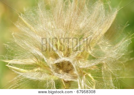 Big dandelion.