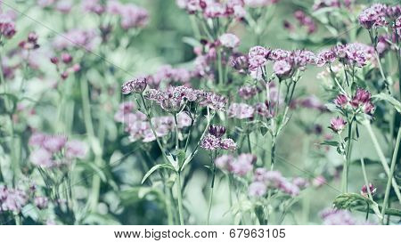  Great Masterwort (Astrantia major)