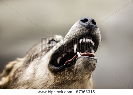 Wild dangerous gray howling wolf animal showing open mouth teeth